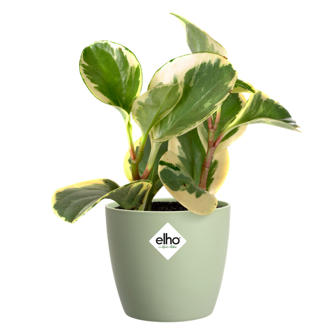 brussels round 16cm sorbet green